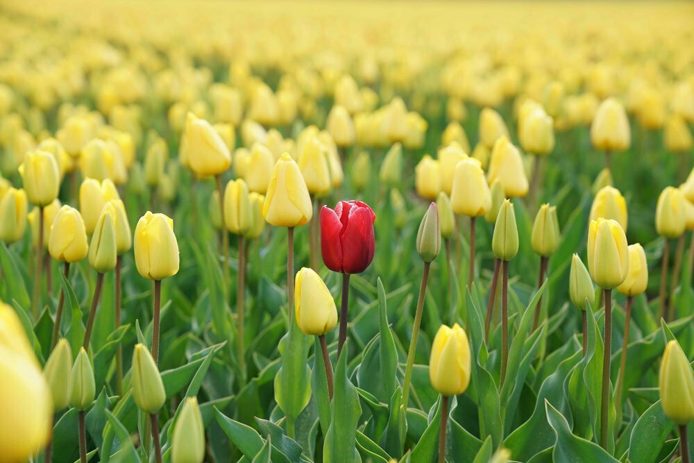 red tulip stands out than the yellow tulips | The Spark Group Asia